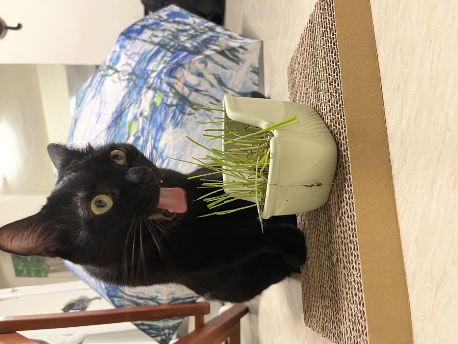 研究夥伴貓咪